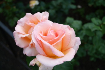 Orange-pink colour rose