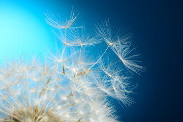 Dandelion seeds fly away