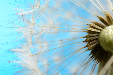 Drops of dew on a dandelion on blue background