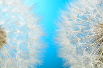 Two dandelions on blue background