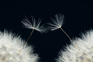 Two seeds of a dandelion on a dark background