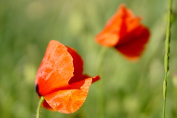Fototapeta premium wild poppy flower in a field on a green background