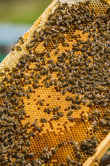 Close up view of the working bees on honey cells. Working bees on honeycomb