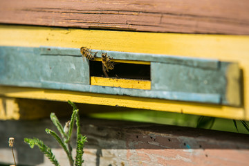 Honeybees flying in and out of their hive. Hives in the apiary. bees ready for honey. spring season