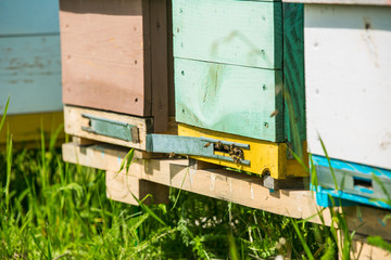 Bees flying to the landing boards and enter the hive, bee flying to hive. Bees defending. Hives in the apiary. bees ready for honey. spring season