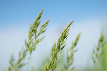 Nature scene with sky and flowering grass