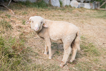 Fototapeta premium mouton