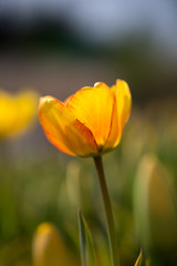 Beautiful yellow tulips in nature
