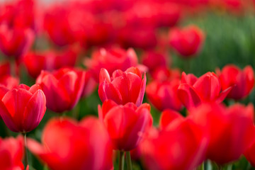 Beautiful red tulips in nature