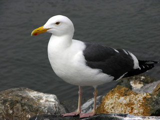 Fototapeta na wymiar California seagull sitting on rocks