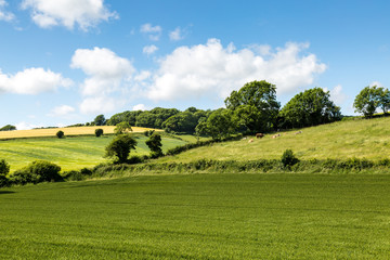 Farmland Landscape