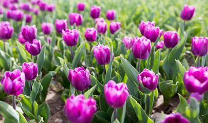 Beautiful purple tulips in nature