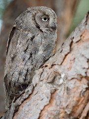 Eurasian scops owl (Otus scops) with big eyes on a tree