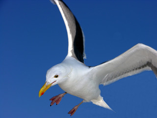 Closeup of california gull soaring