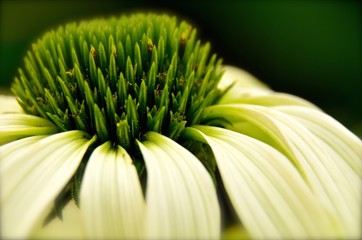 Macro photography of white echinacea flower with green pistils on the black background