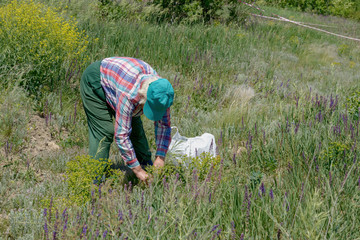 Aged woman bent over weed of wasteland to gather herbs.