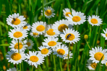 White daisies in sunlight / Insects on daisies, beetle on white daisies