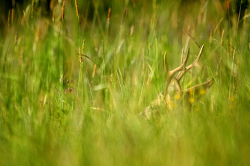 Sarna / samiec odpoczywający w gąszczu wiosennych traw