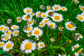 Daisies in sunlight / White daisies with wasps in sunlight