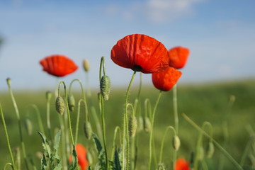 Lonely flower of wild red poppy on blue sky background with focus on flower