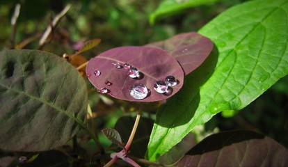 Purple leaves, 