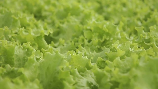 Close-up of a leaf of a green salad. Stem in the upper part is branched. Leaves on the stem are sessile, simple, unsegmented or dissected, lanceolate. In shape, they are reniform, round, ellipsoidal