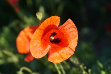 wild poppy flower in a field on a sunny day
