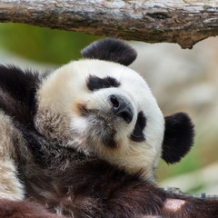 Obraz premium Giant panda sleeping