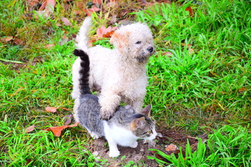 Little cat and dog looking to the right,  one above the other