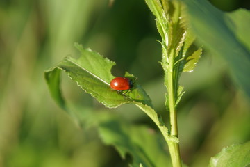 Ladybug no black spots on green leaves