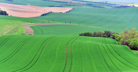 Green fields at South Moravia, Czech Republic