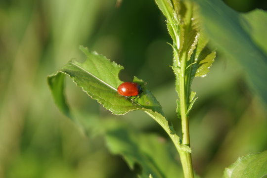 Ladybug no black spots on green leaves