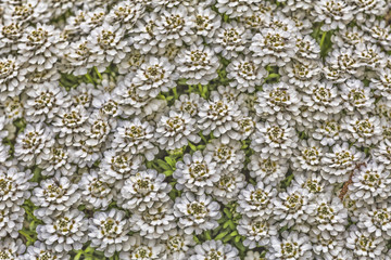flowerbed background texture