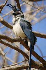 Blue Jay