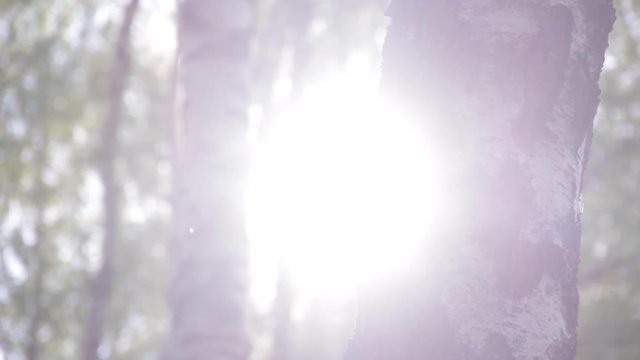 The light of the sun in birch forest 