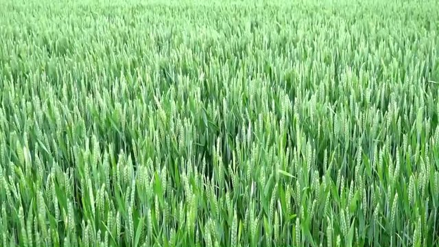 Getreidevideo - Weizenähren bewegen sich im starken Wind