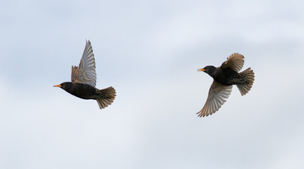 two starlings fly across the sky wings widely waving
