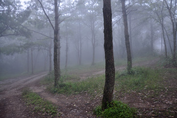 pine forest with fog