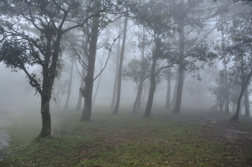 pine forest with fog