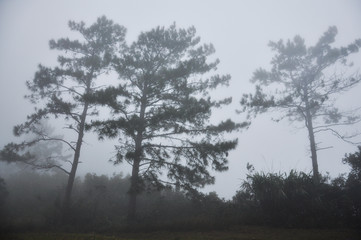 Obraz na płótnie Canvas pine forest with fog