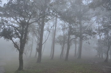 pine forest with fog