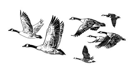 Flock of wild geese.