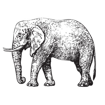 Sketch of African elephant.