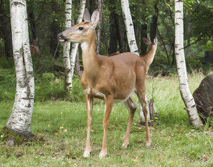 Whitetail Doe Full Body Close Up