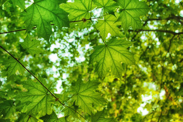 Obraz premium Background of maple leaves in a grove