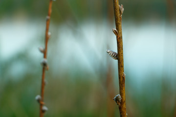 Branch with buds in spring