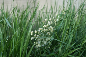 wildflowers seeds in green grass