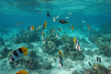 Fototapeta na wymiar Tropical fishes underwater in a lagoon of a French Polynesian island, Pacific ocean