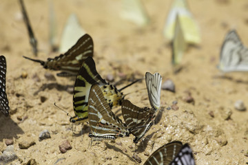 butterflies swarm eats the minerals in the soil, Pang Sida, Sa Kaeo, Thailand.