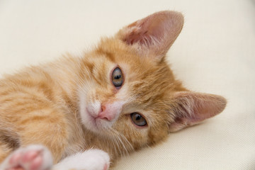 Fototapeta na wymiar Kätzchen liegt auf einem hellen Kissen